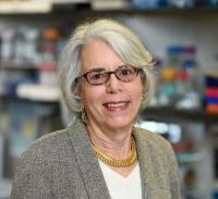 Regina M. Santella, PhD Profile Headshot